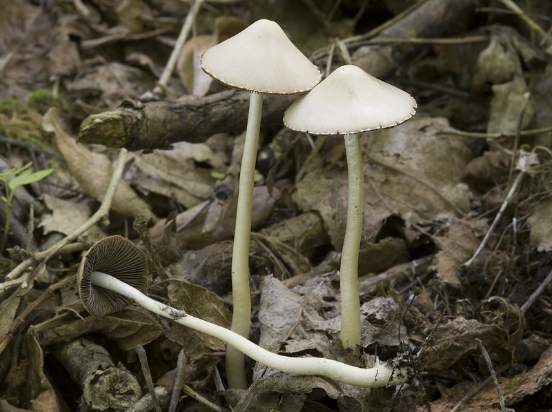 Psathyrella marcescibilis